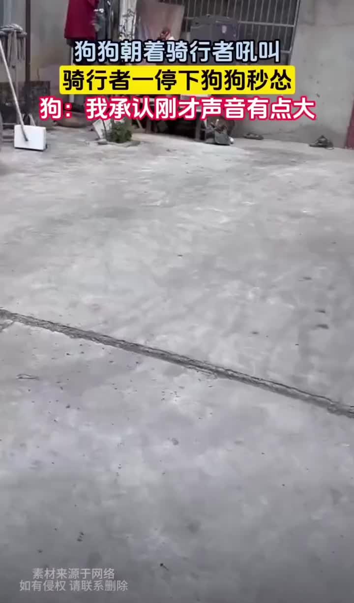欺软怕硬的狗狗，车一停下来就往回跑