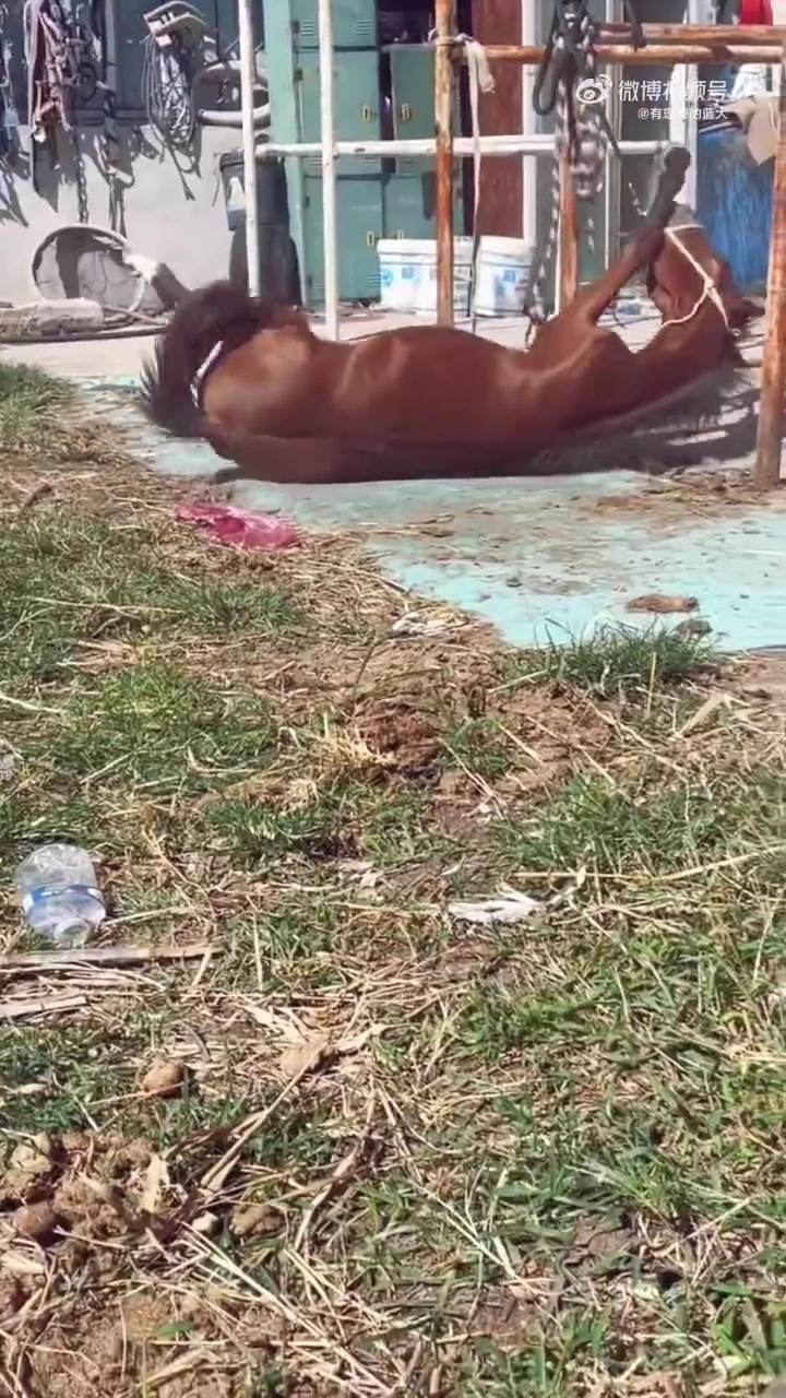 骏马已经预感到了自己的命运，它在做最后的挣扎