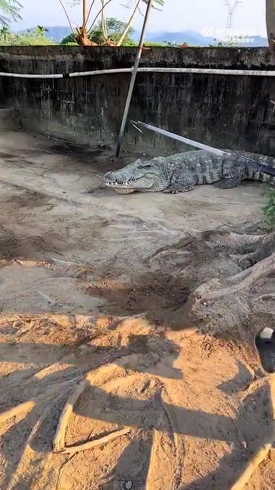 养殖场抓鳄鱼一般都是用电击