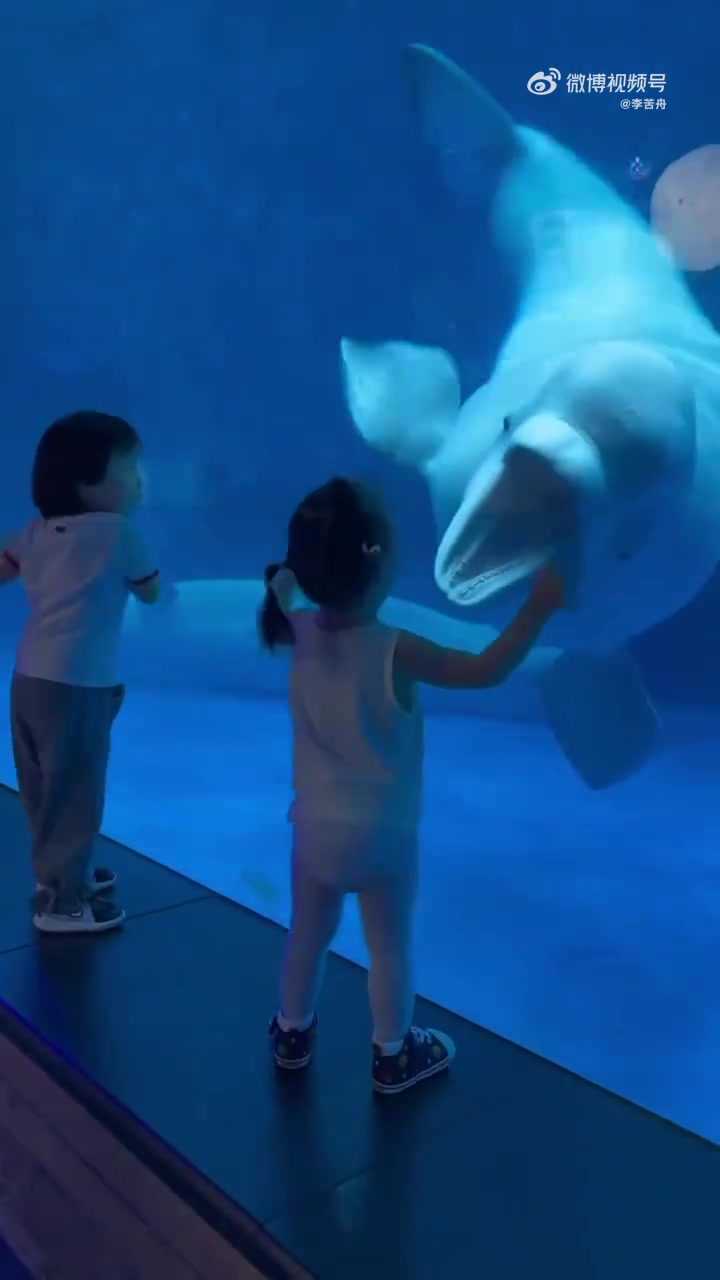 白鲸不吃人，喜欢吓唬小孩儿