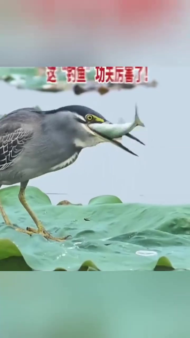 网友拍到绿鹭用蜻蜓做饵“钓鱼”，主打一个老谋深算,眼疾嘴快！