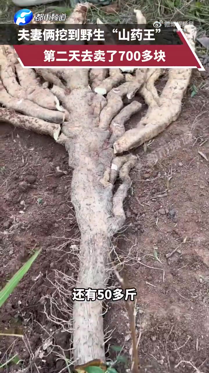 这比人还高！挖了三天才挖出来的山药王！