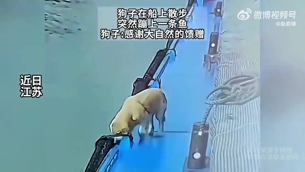狗都比我会钓鱼！