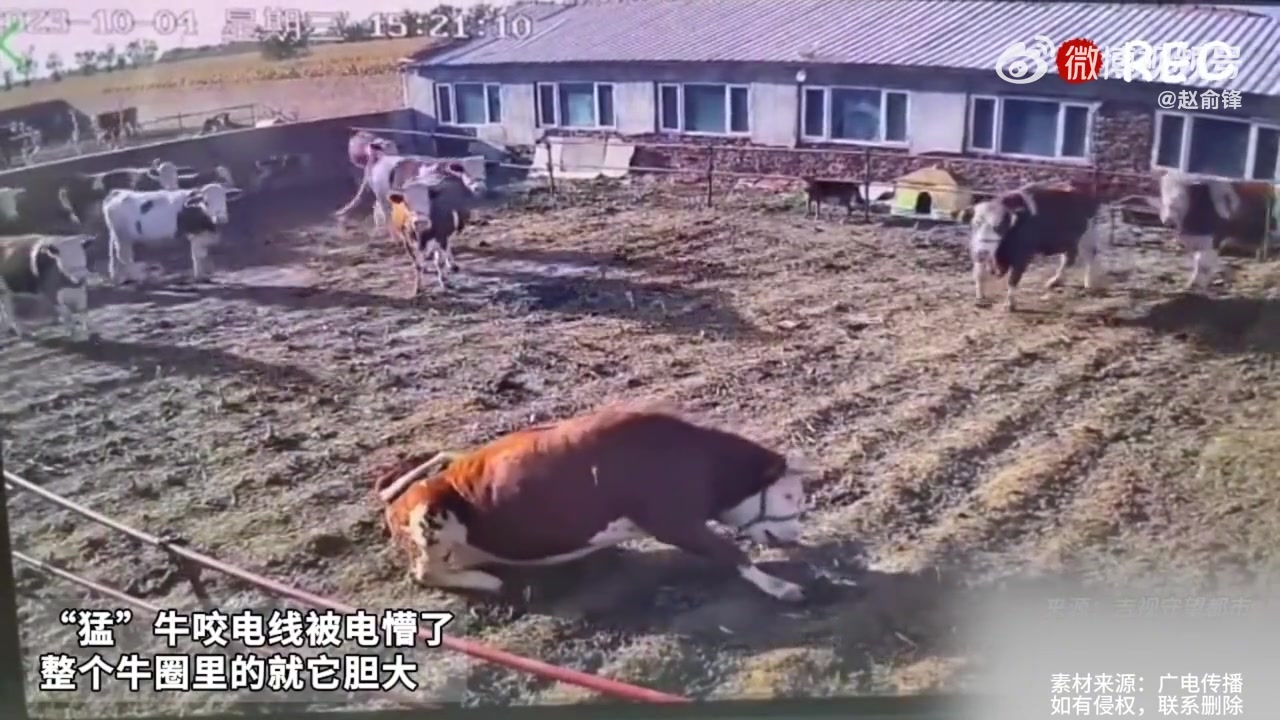 这下真是牛B哄哄带闪电了！