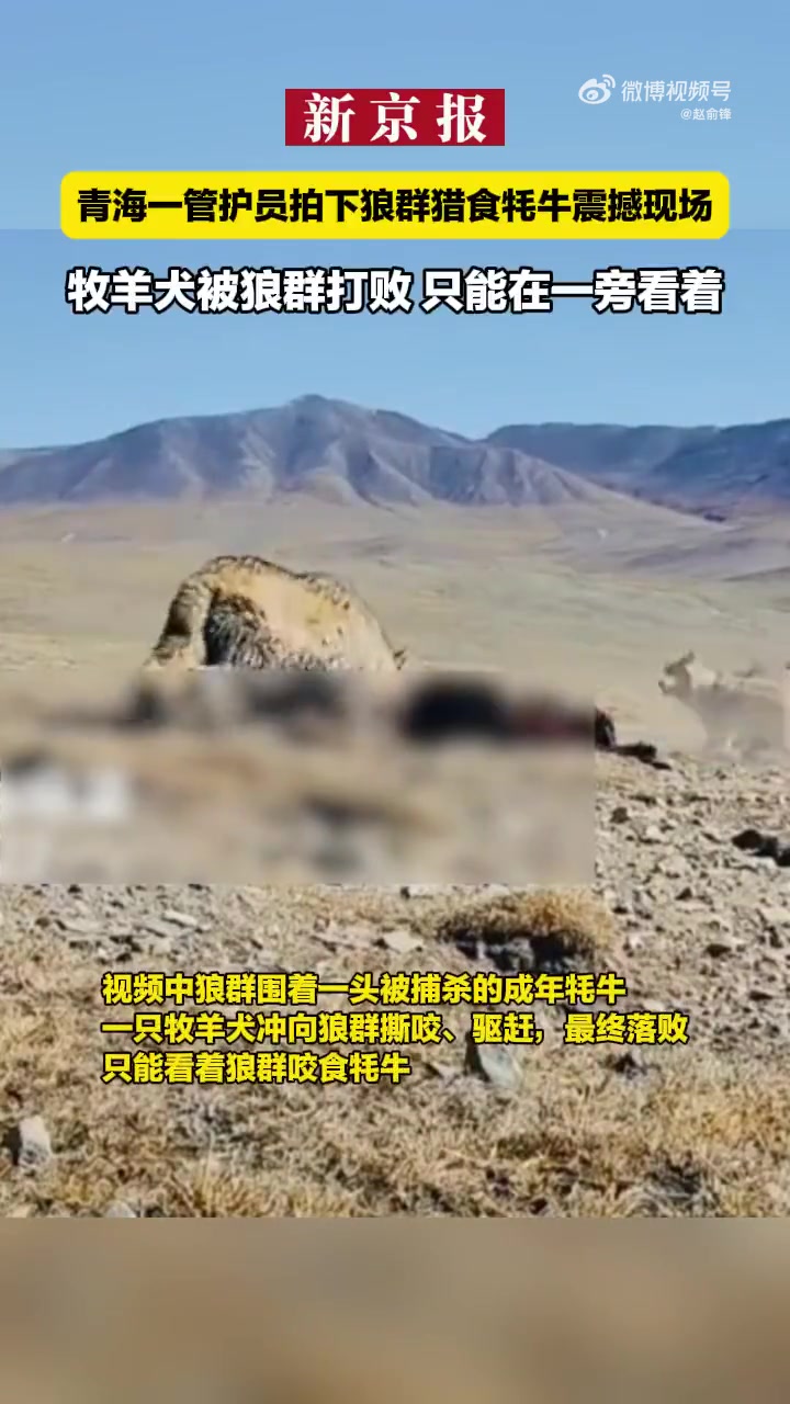 牧羊犬只能看着！青海一管护员拍下狼群猎食牦牛震撼现场！