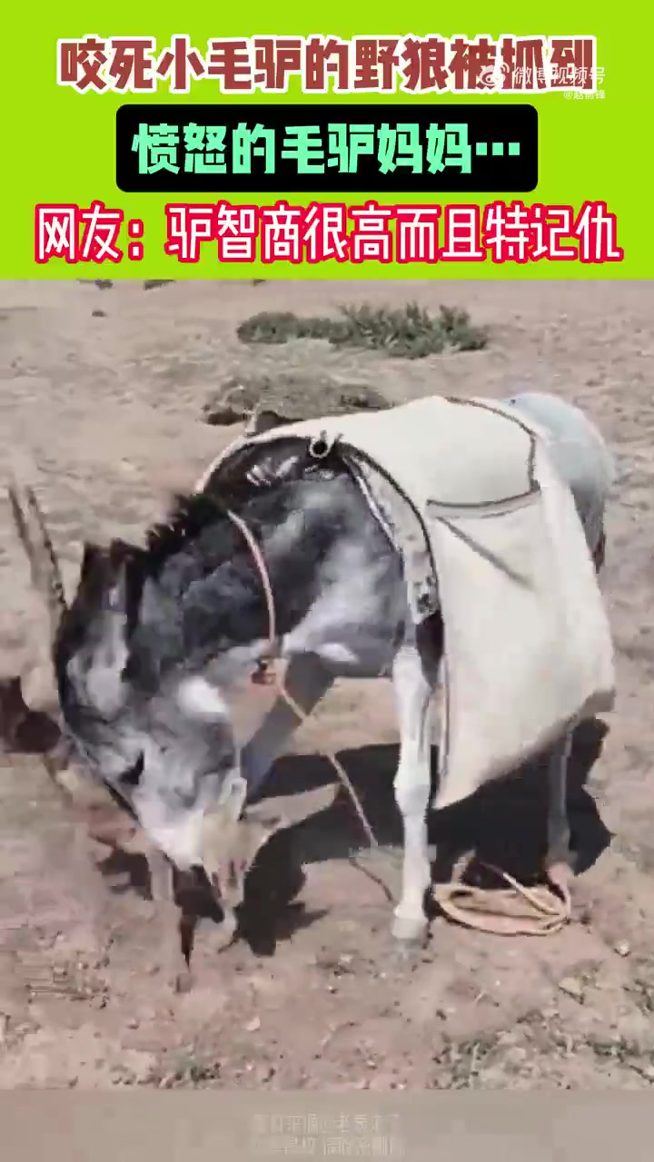 这看起来像是狐狸啊！驴妈妈直接怒杀！