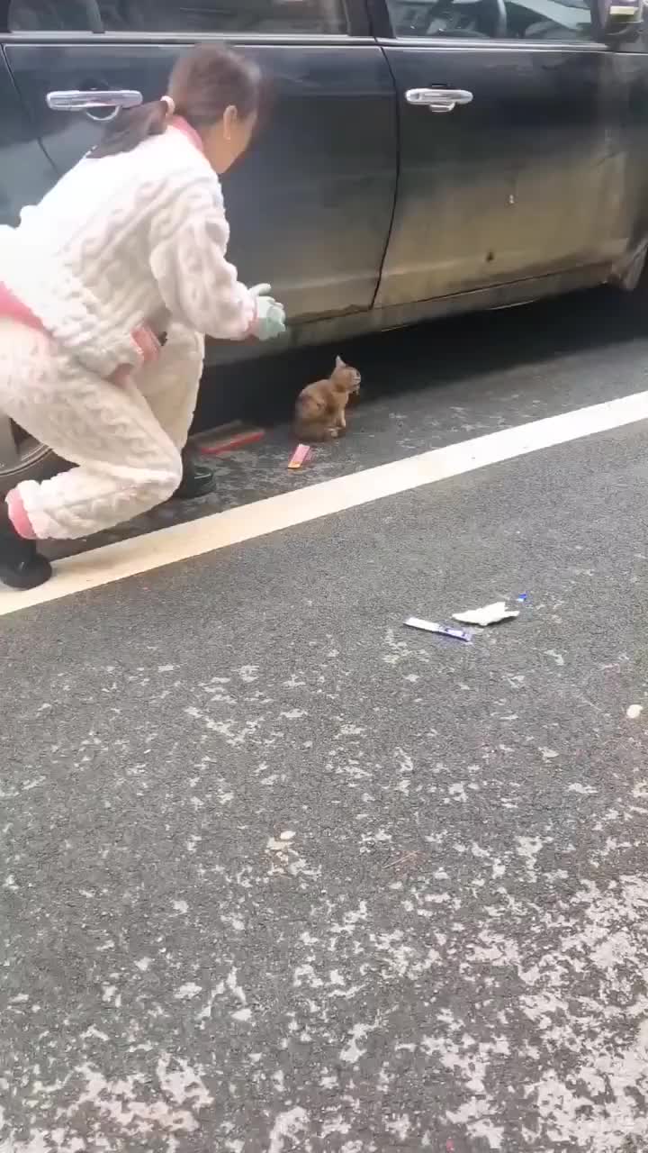 这一下把猫妈妈都急坏了，手舞足蹈的