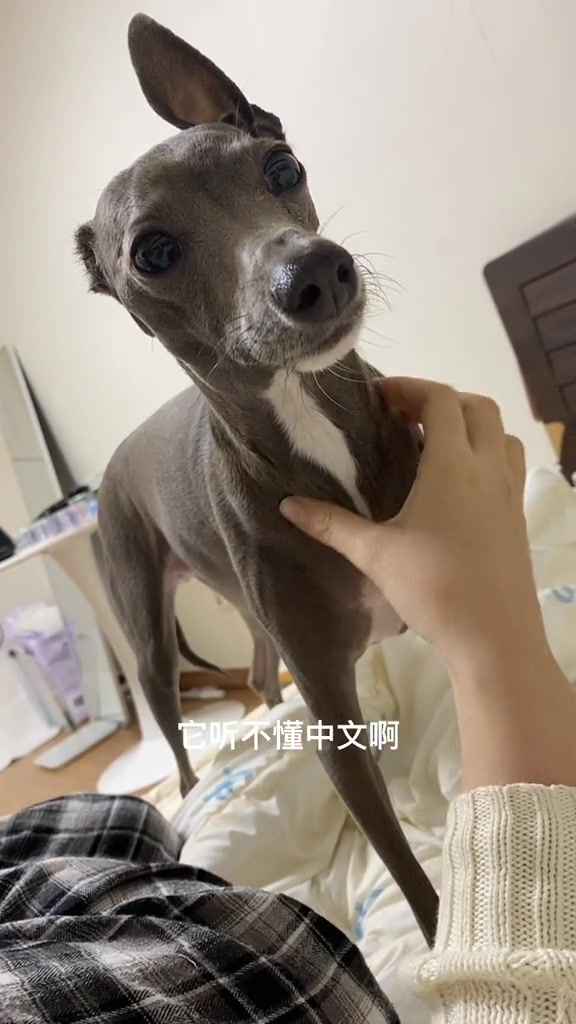 听不懂中文的小狗，这是一只韩国狗