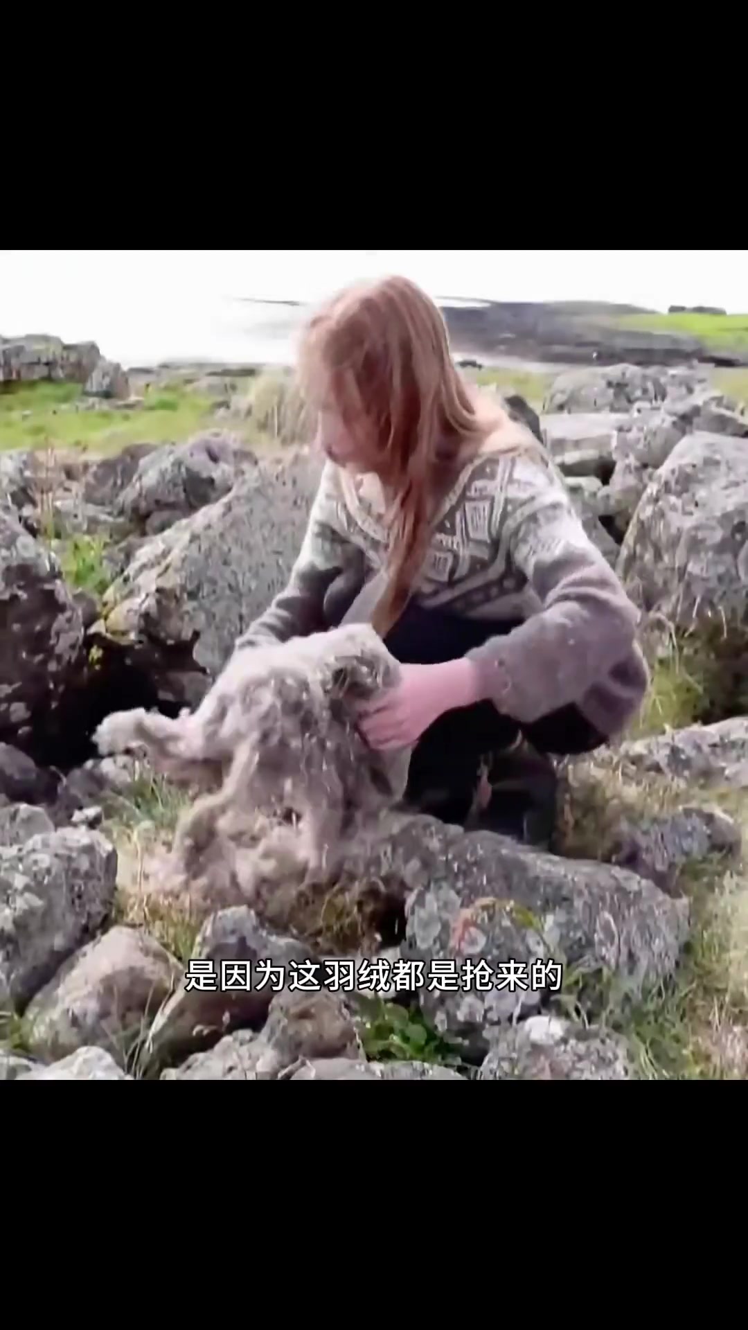 用这种羽绒做的被子要四五十万为何冰岛雁鸭绒如此昂贵