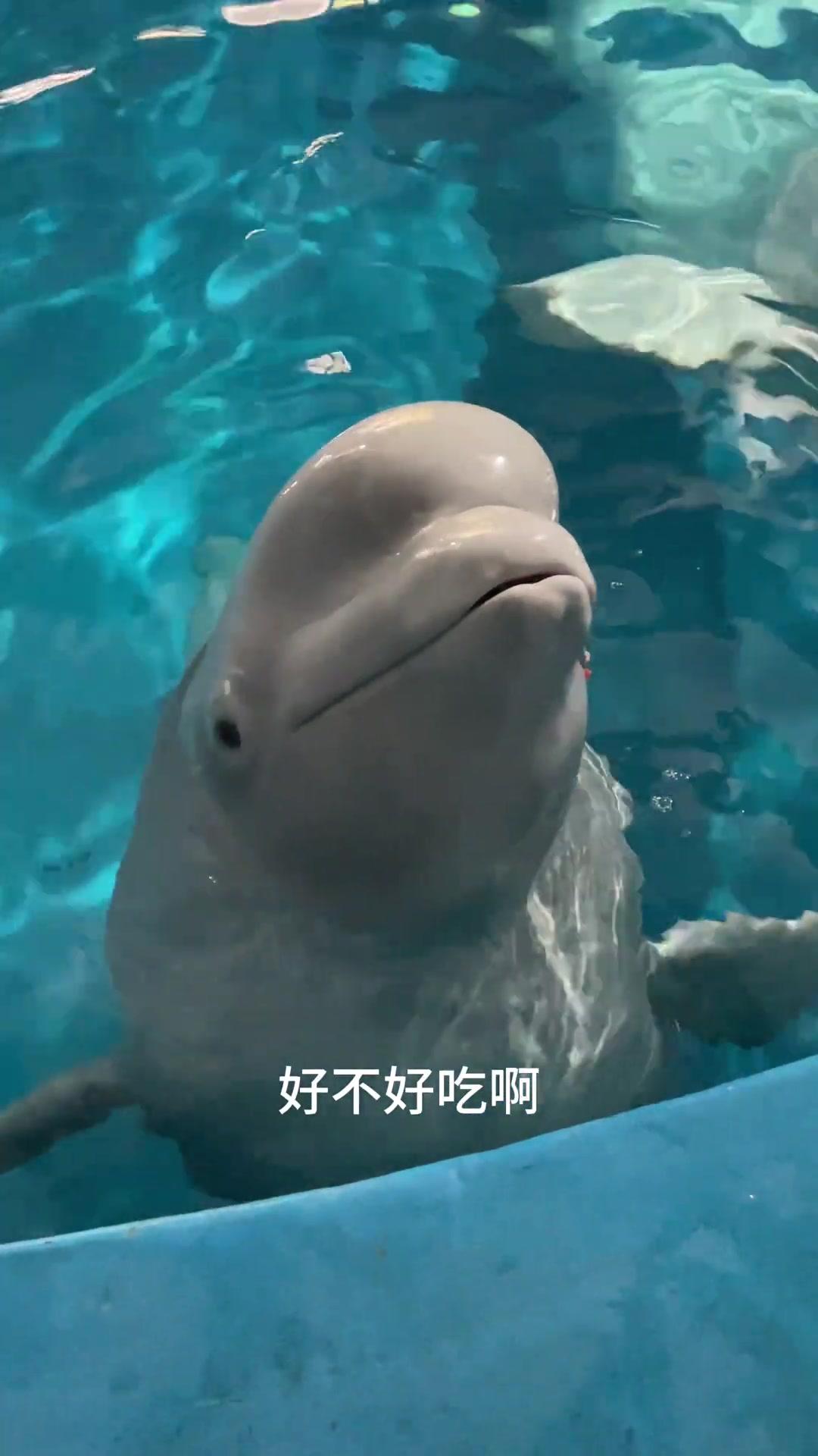 白鲸智商也太高了，它真能听懂人话啊！