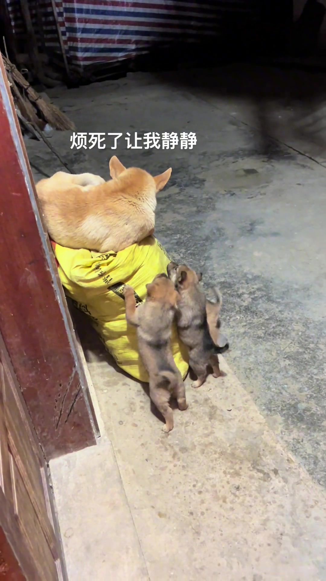 原来狗妈妈带娃也是如此崩溃啊！
