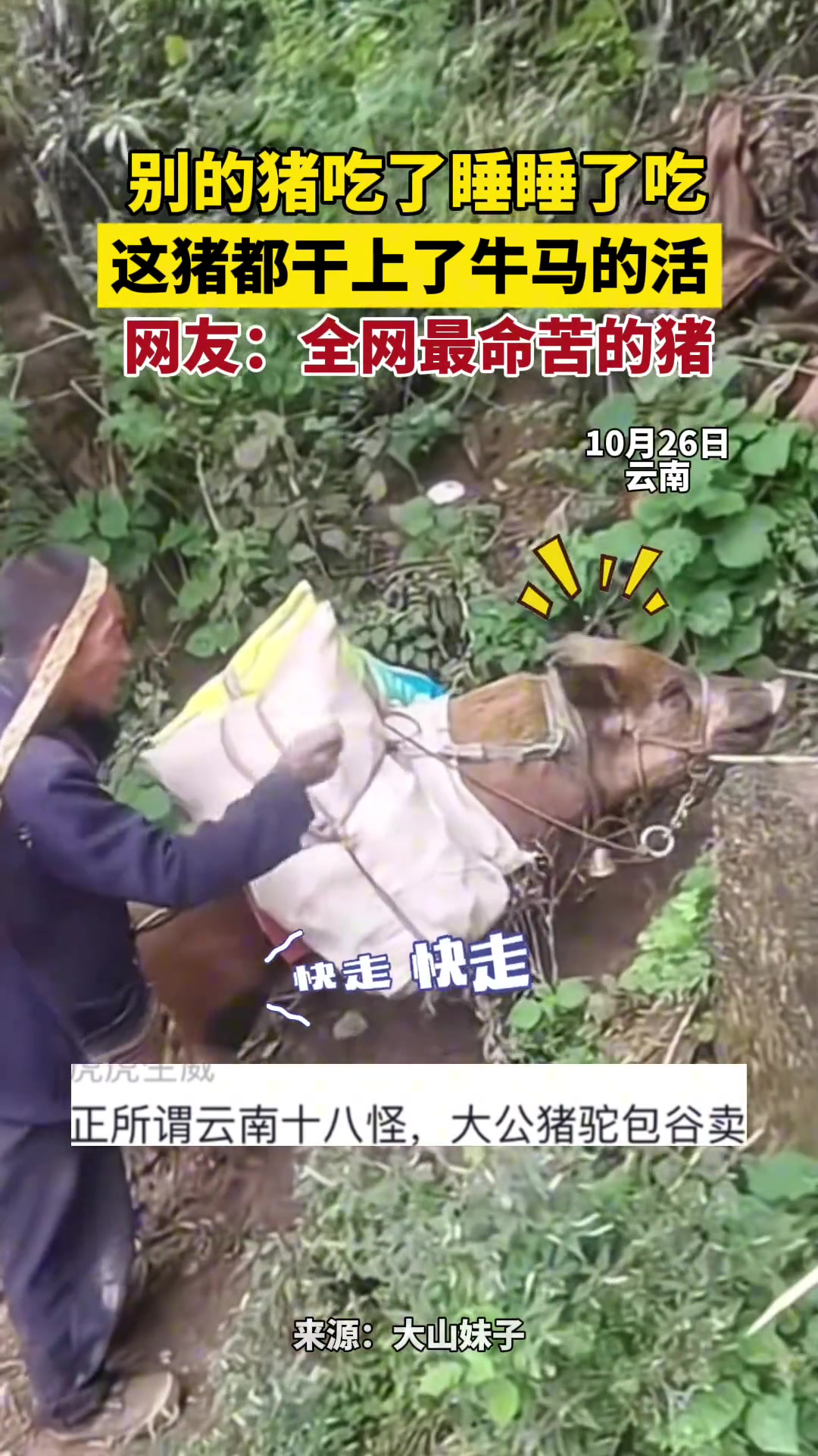 别的猪吃了睡睡了吃，这猪干上了牛马的活
