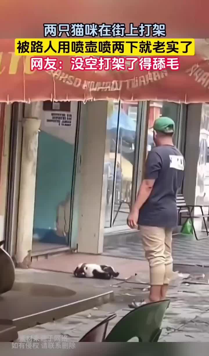 两只猫猫打架，被水淋了就清醒了