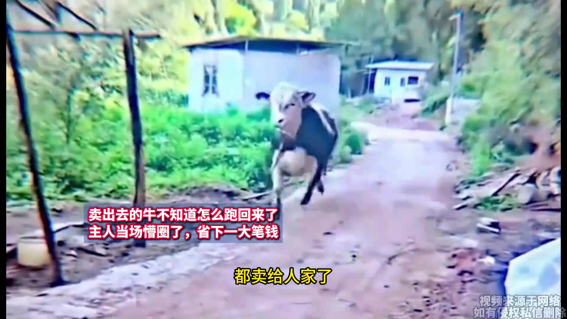 卖出去的牛不知道怎么又回来了