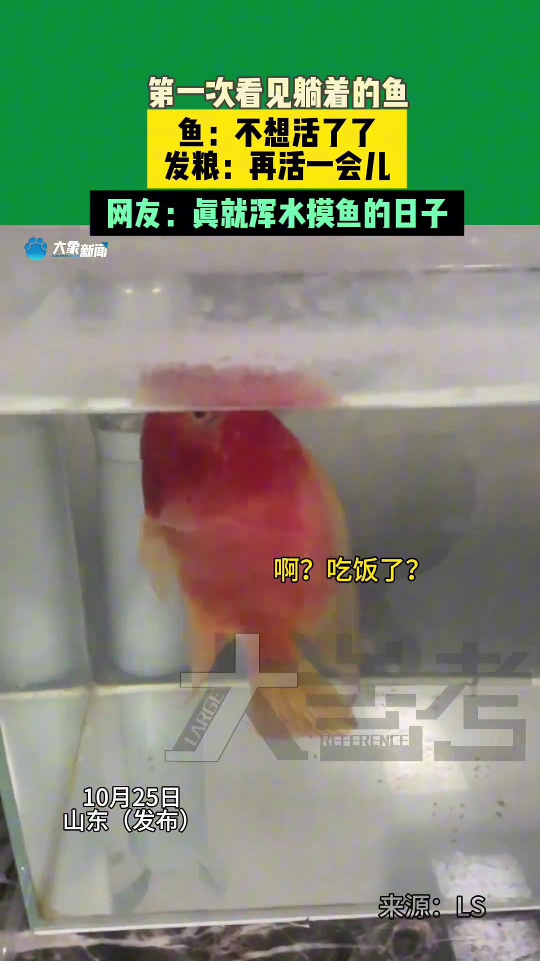 第一次看见躺着的鱼，鱼：不想活了发粮：再活一会儿