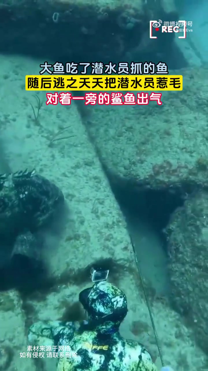 大鱼吃了潜水员抓的鱼，随后逃之夭夭！