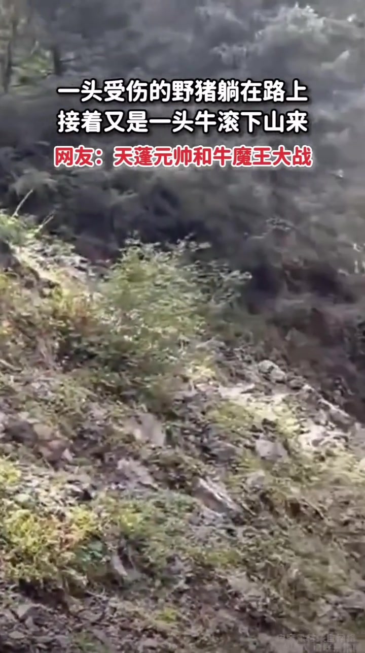 一头受伤的野猪躺路上，接着又是一头牛滚下来