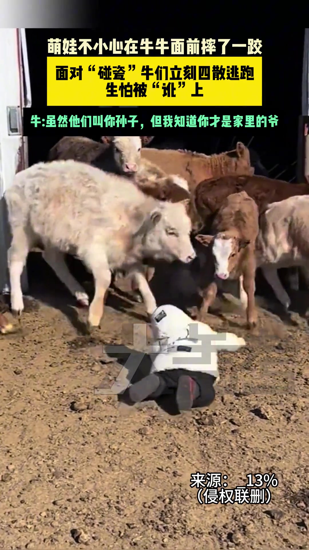 萌娃不小心在牛牛面前摔了一跤，面对“碰瓷”牛们立刻四散逃跑！
