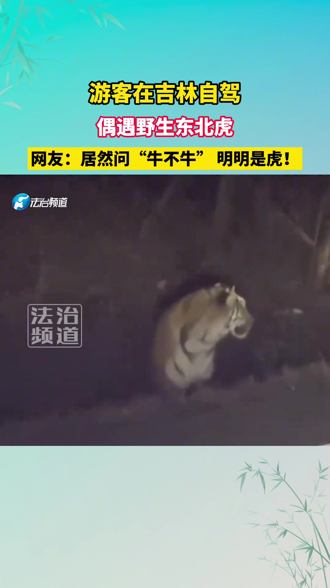 游客在吉林自驾，偶遇野生东北虎