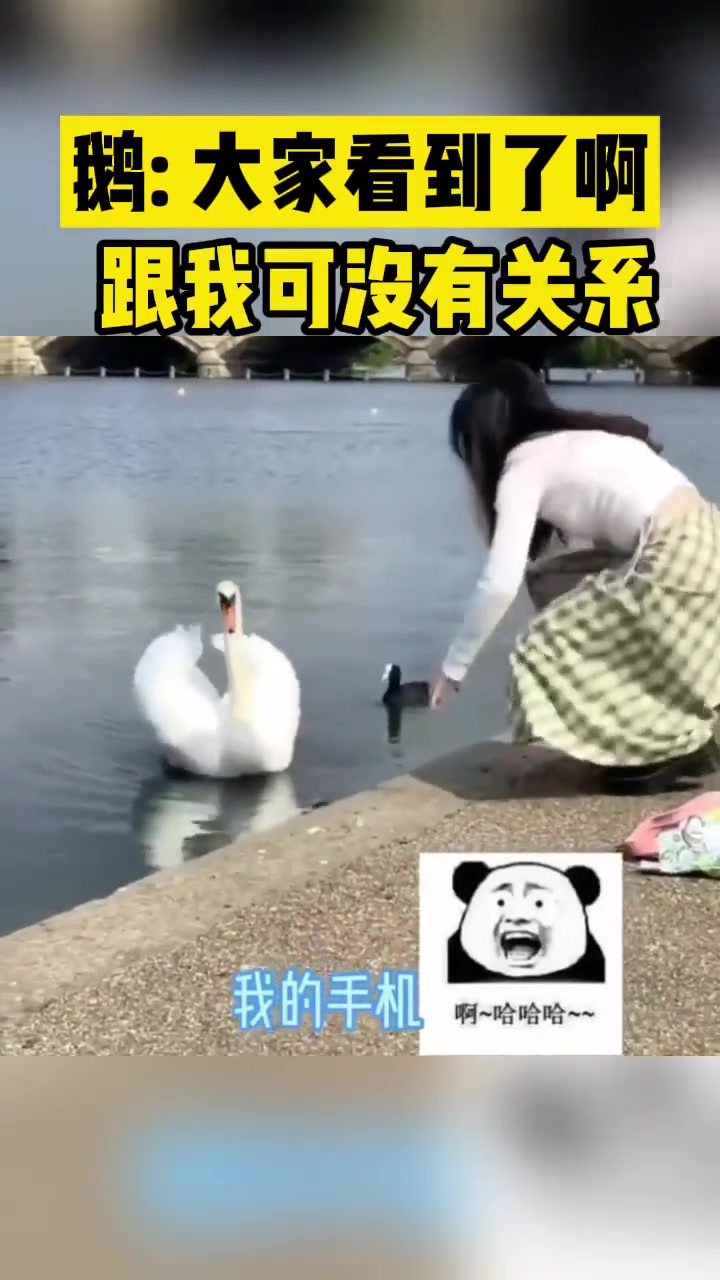 鹅：大家看到了啊跟我可没关系
