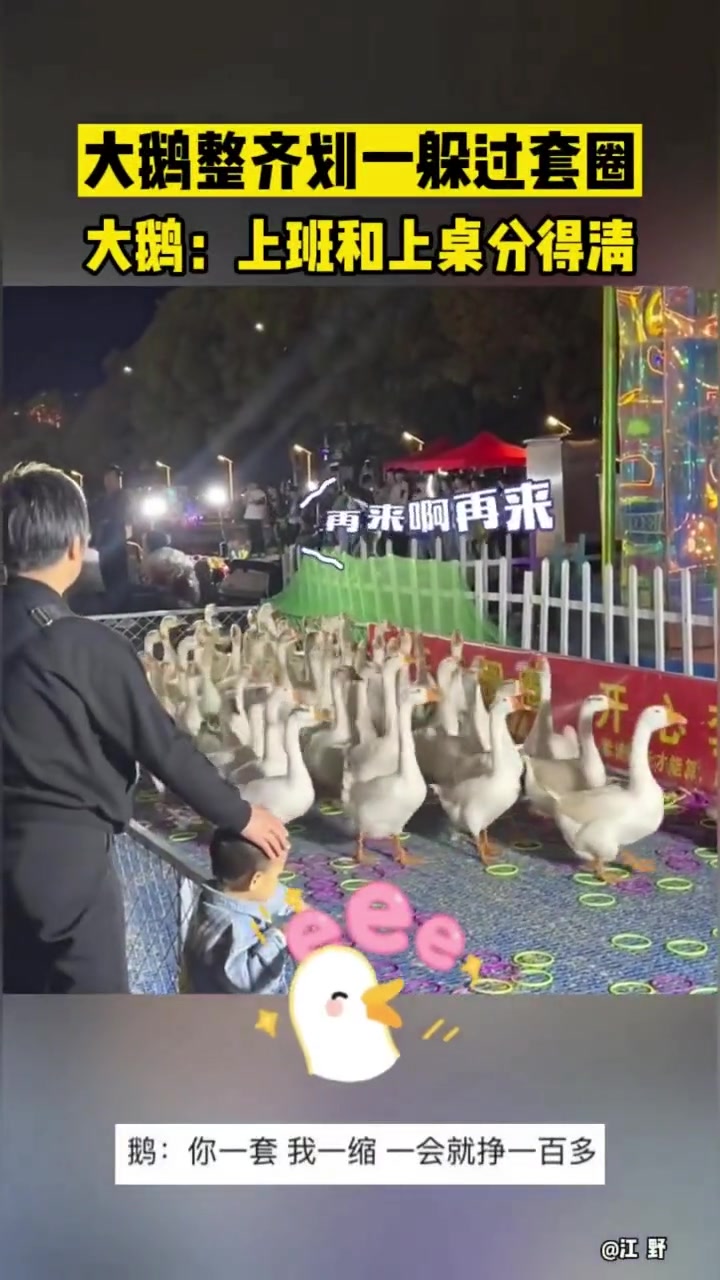 大鹅整齐划一躲过套圈大鹅：上班和上桌分得清
