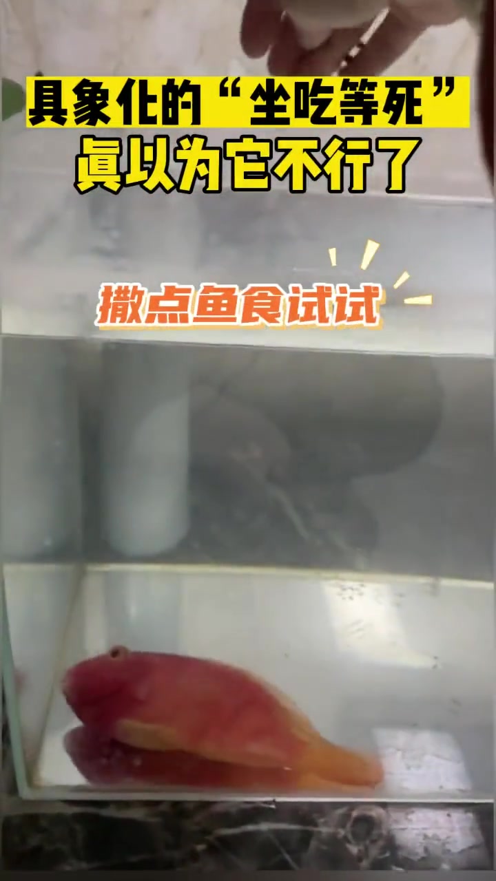 具像化的“坐吃等死”真以为它不行了