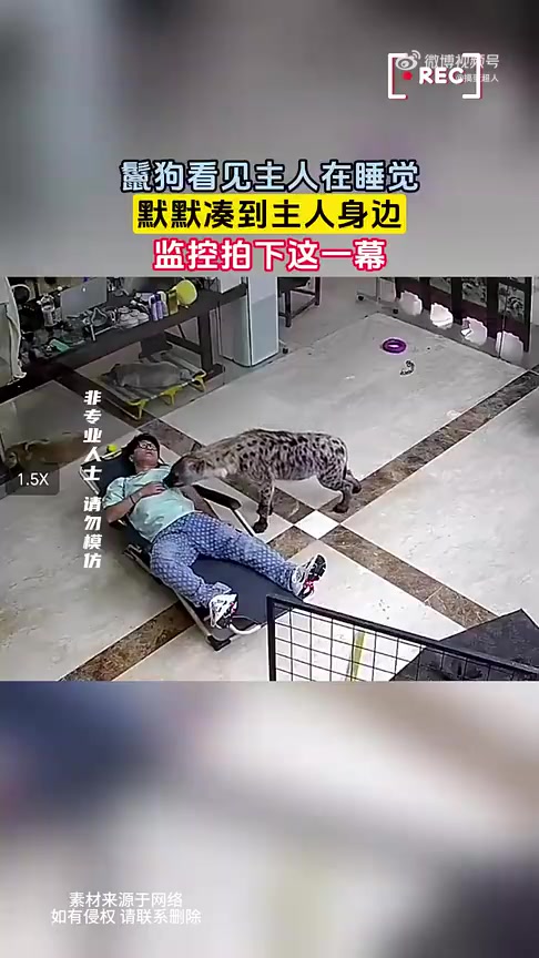 准备掏屁股吗鬣狗看见主人在睡觉，默默凑到主人身边！