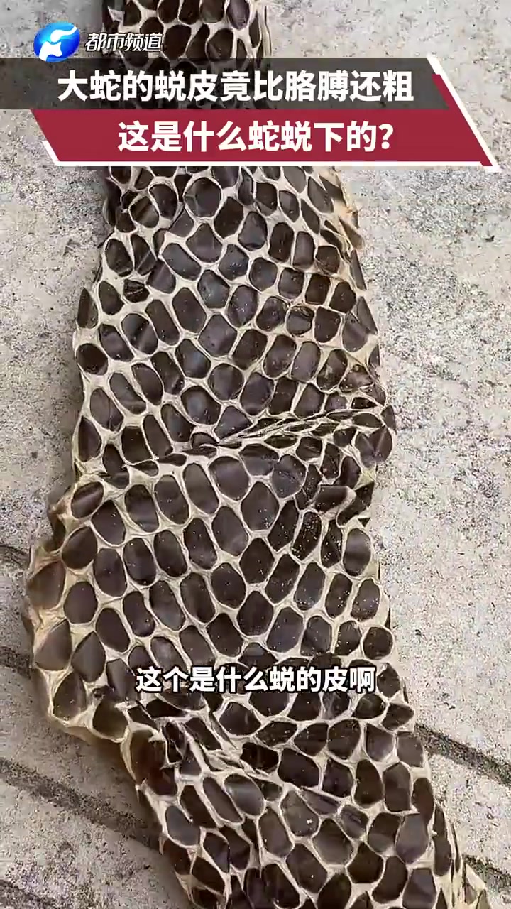 这么大！这是大蛇丸蜕下来的皮