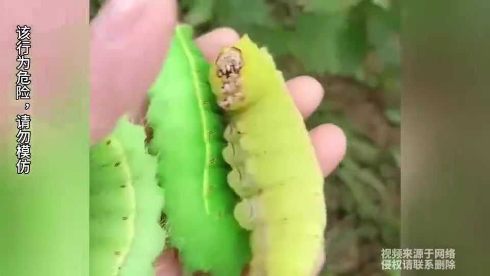 徒手抓大虫！这是什么虫啊，这么大！