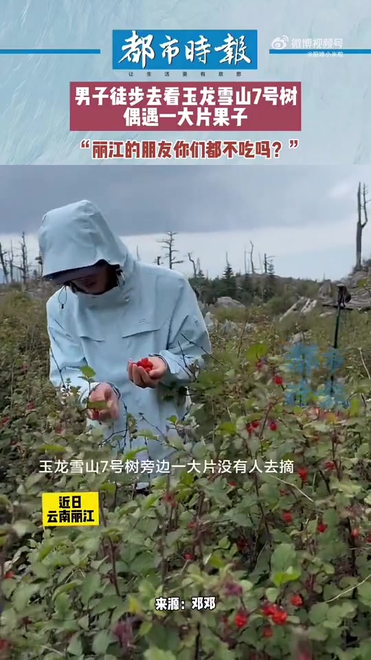 蛇果男子徒步去看玉龙雪山7号树偶遇一大片果子！