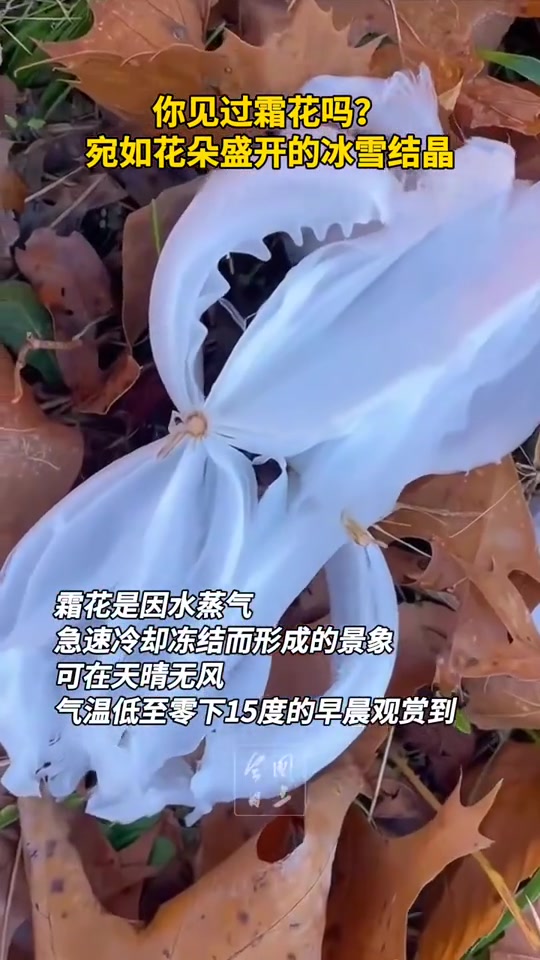 你见过霜花吗宛如花朵盛开的冰雪结晶