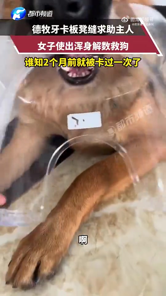 你这个表现是要被逐出警队的！请勿将灯泡塞入嘴中德牧版！