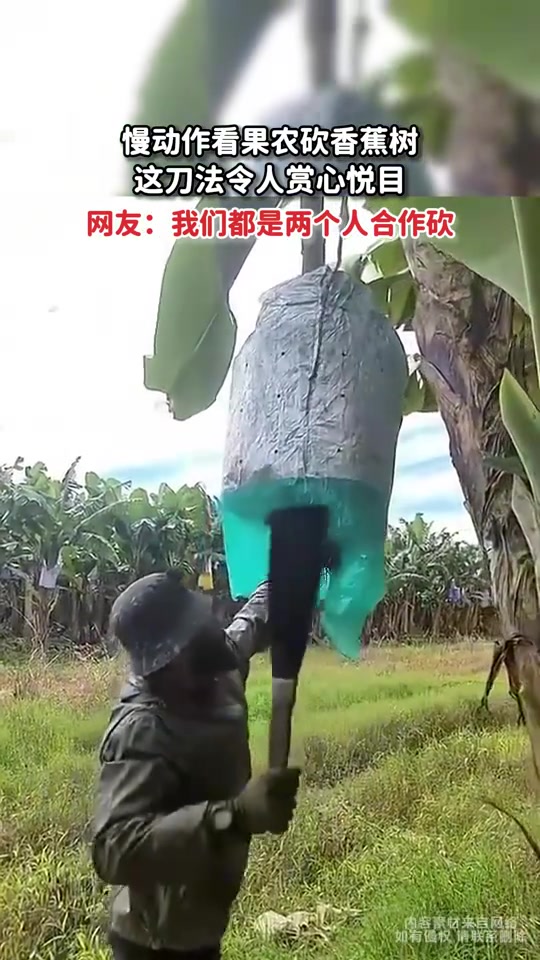 慢动作看果农砍香蕉树，这刀法令人赏心悦目