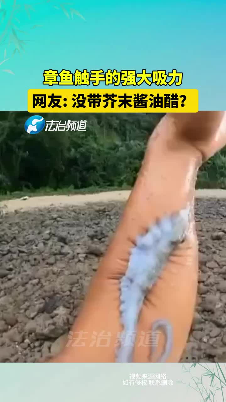 章鱼触手强大的吸力惊人！看得我都紧张了！！！