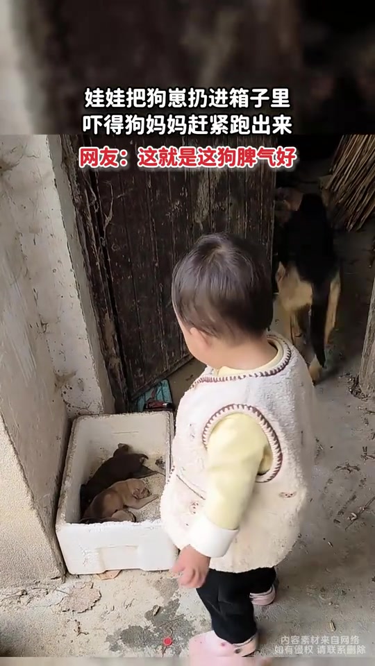 娃娃把狗崽扔进箱子里，吓得狗妈妈赶紧跑出来