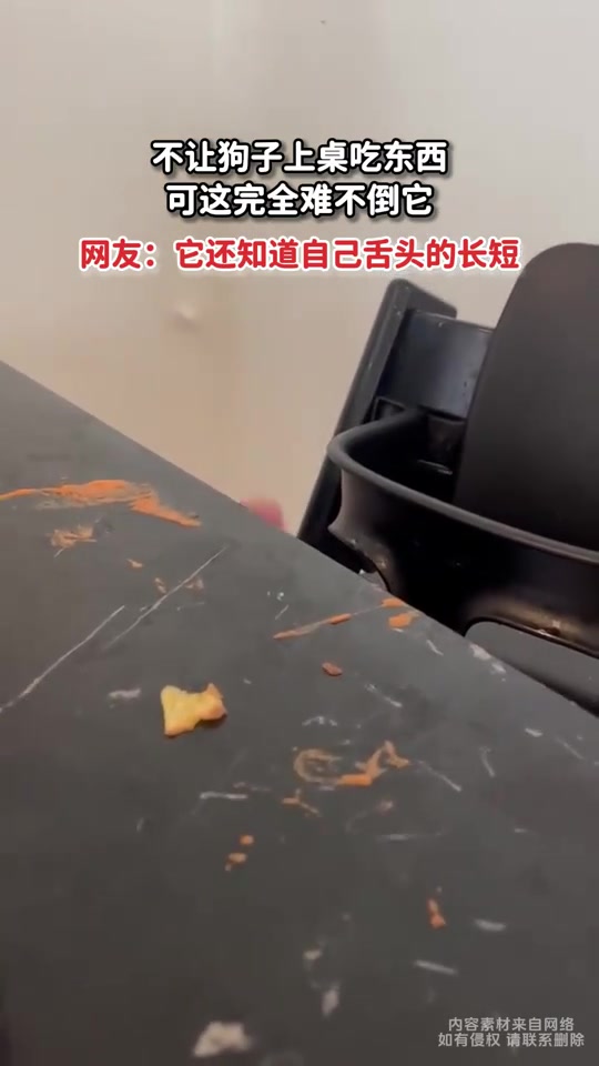 不让狗子上桌吃东西，可这完全难不倒它