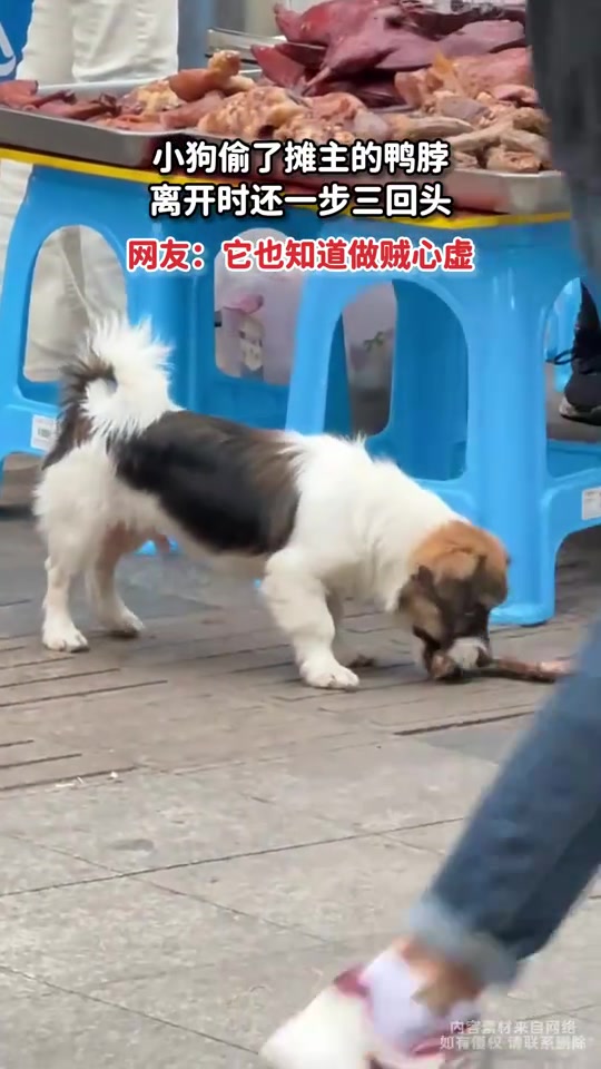 小狗偷了摊主的鸭脖，离开时还一步三回头