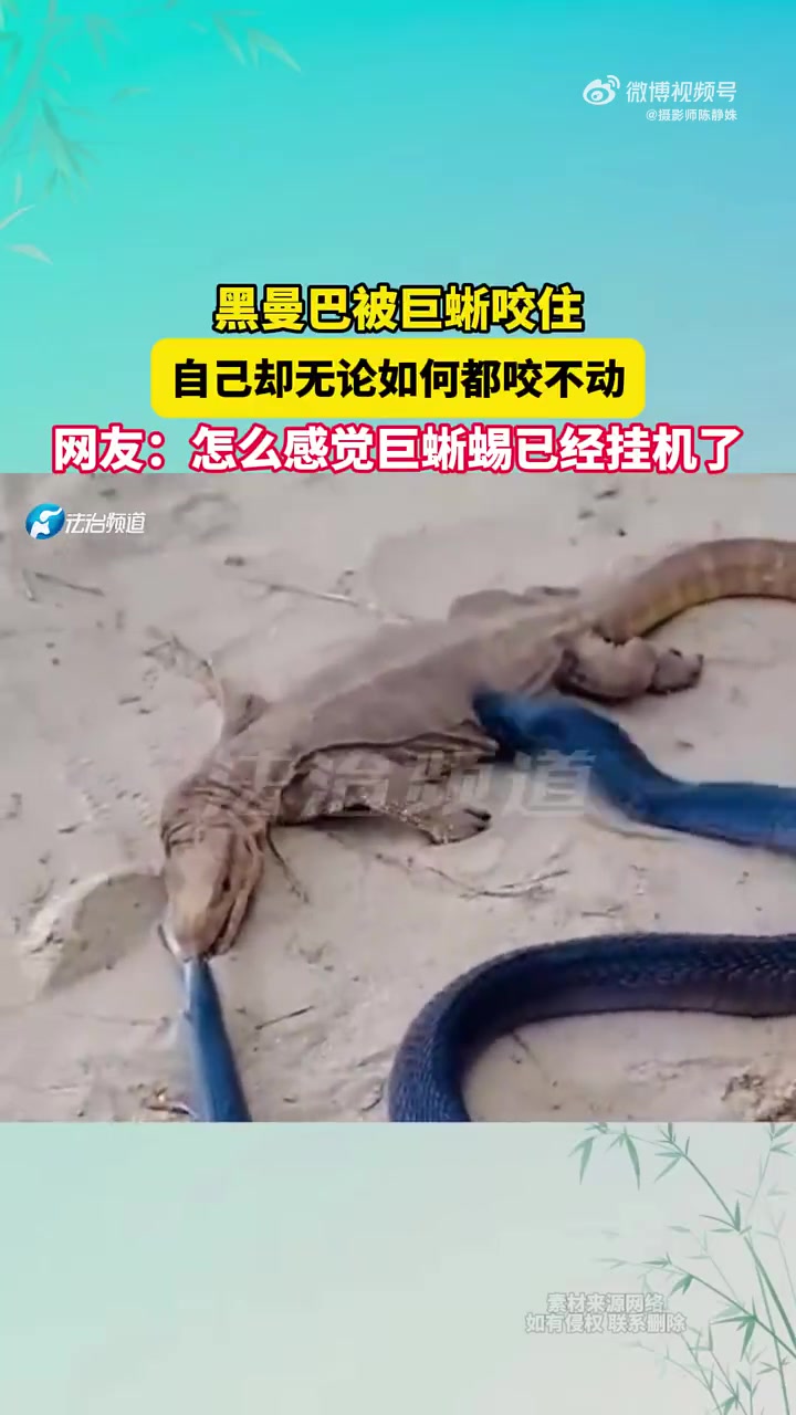 黑曼巴被巨蜥咬住，自己却无论如何都咬不动