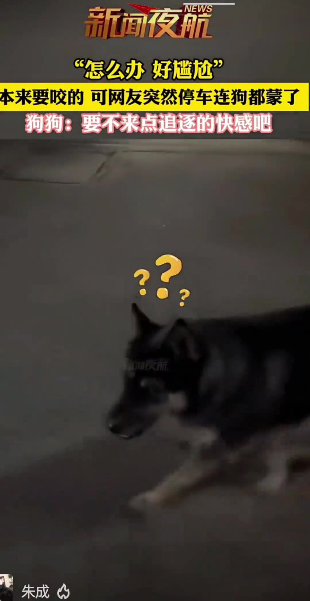 本来要咬的，可网友突然停车连狗都懵了