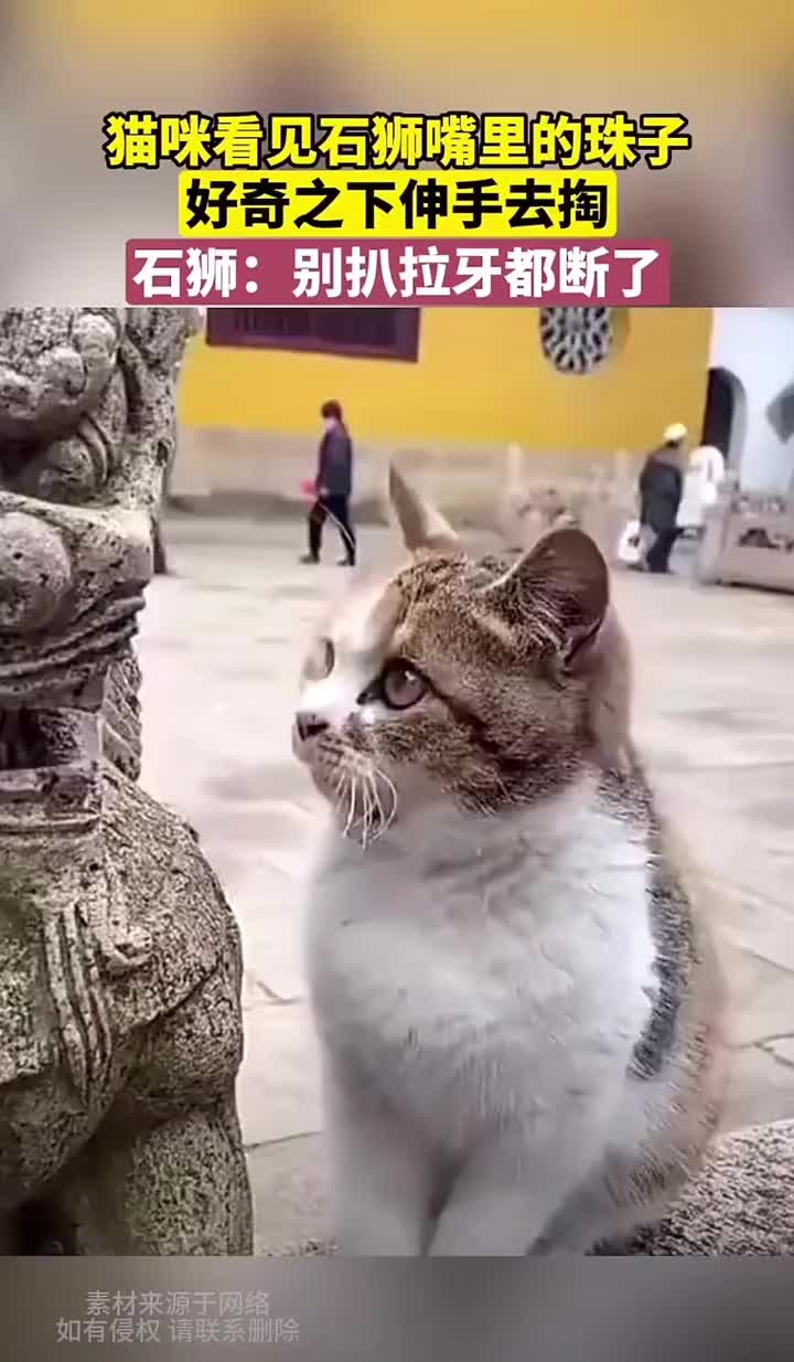 猫咪看到石狮嘴里的珠子，好奇的想掏出来