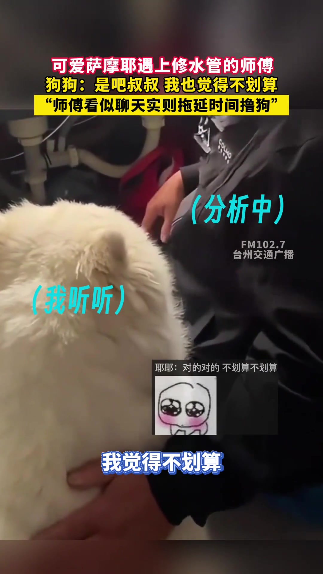 可爱萨摩耶遇上修水管师傅