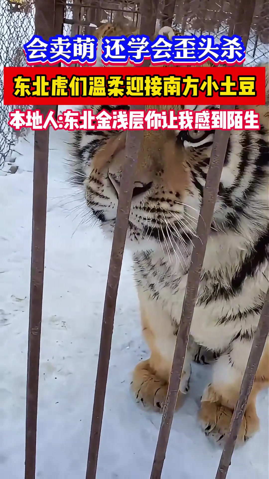 会卖萌还会歪头杀