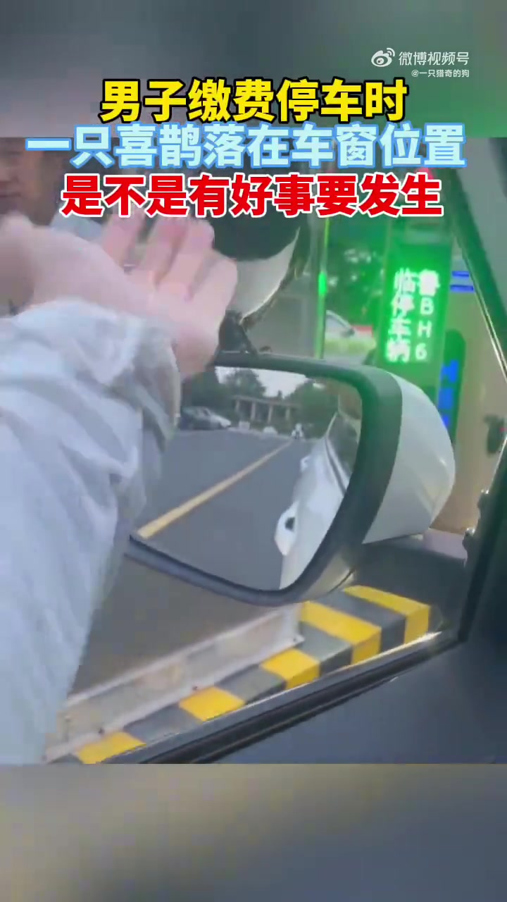 男子缴费停车时，一只喜鹊落在车窗位置，是不是有好事要发生！