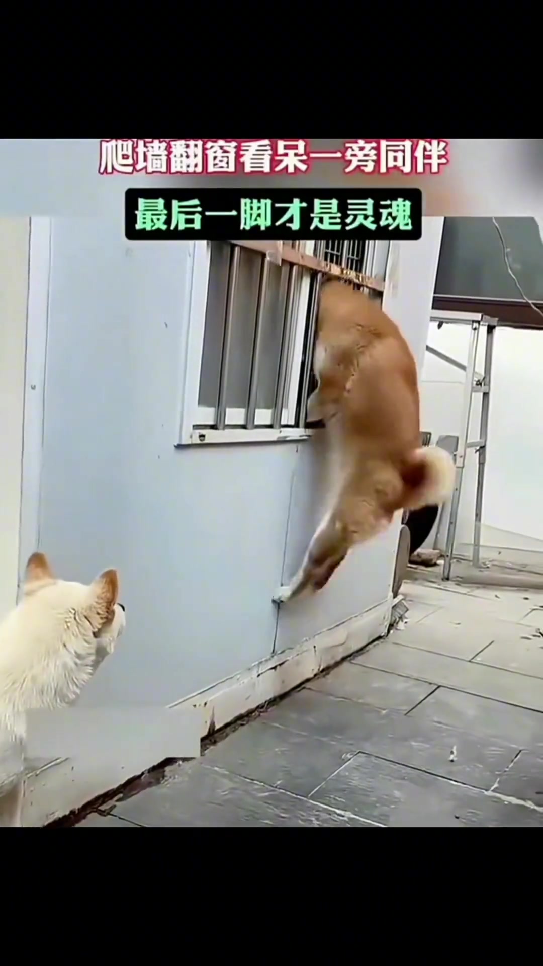 爬墙翻窗惊呆一旁同伴