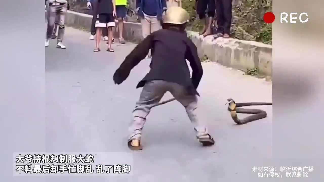 大爷持棍想制服大蛇不料最后却手忙脚乱...