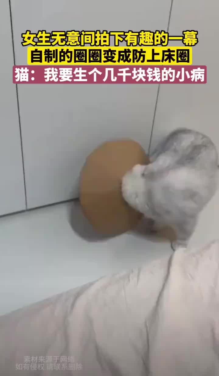 自制的一个防猫咪爬床圈圈，猫猫很无奈