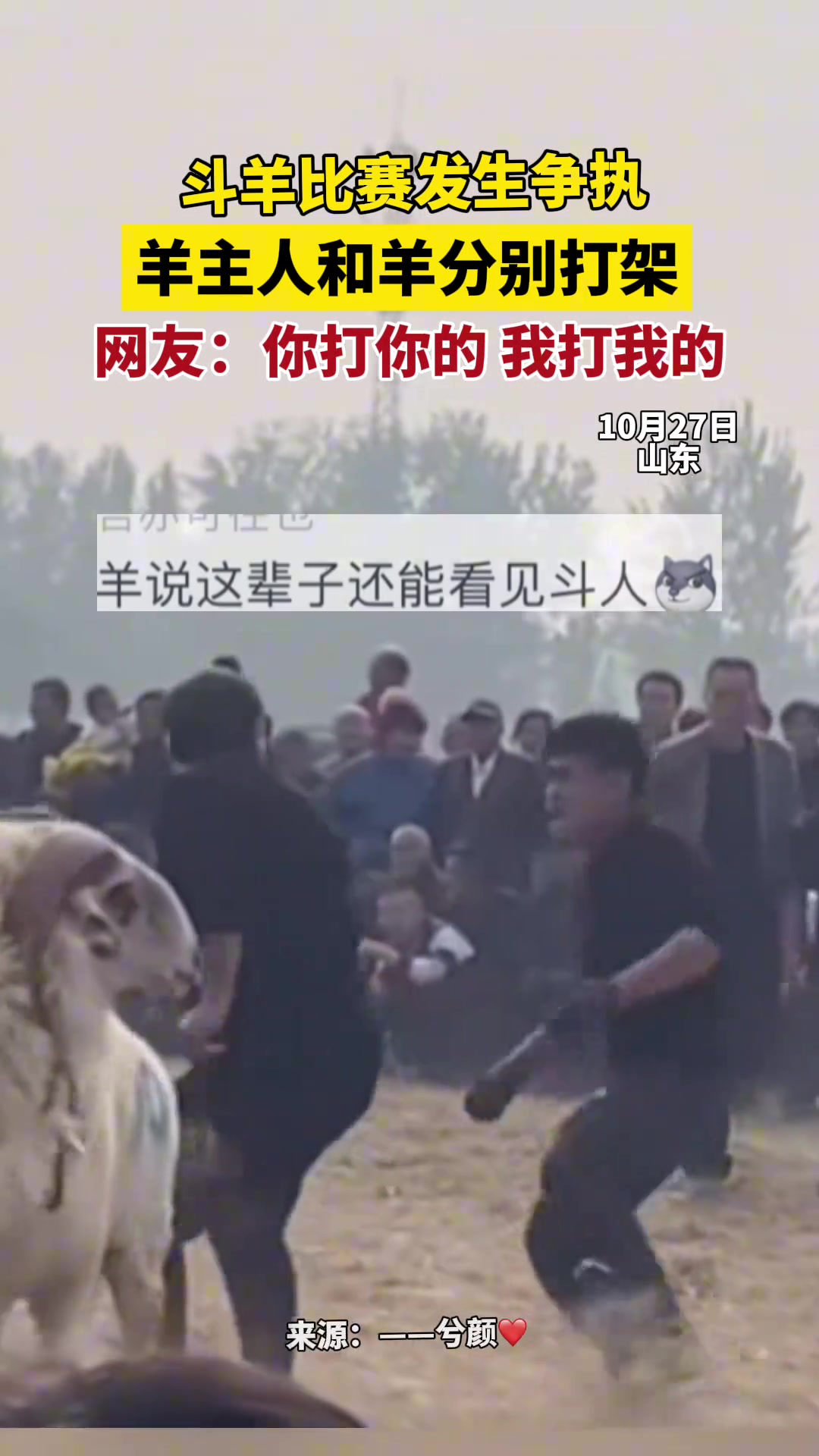 斗羊比赛发生争执羊主人和羊分开打