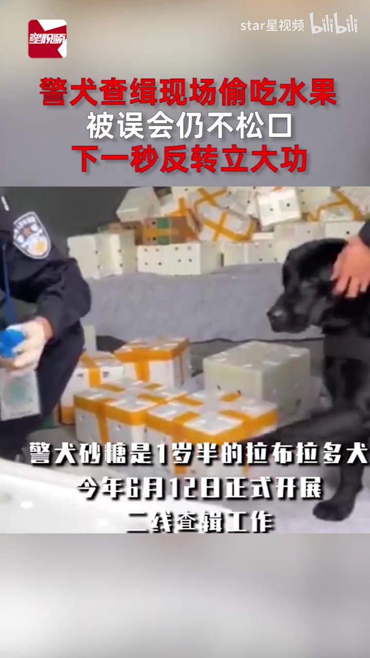 警犬查缉现场偷吃水果，被误会仍不松口，下一秒反转立大功