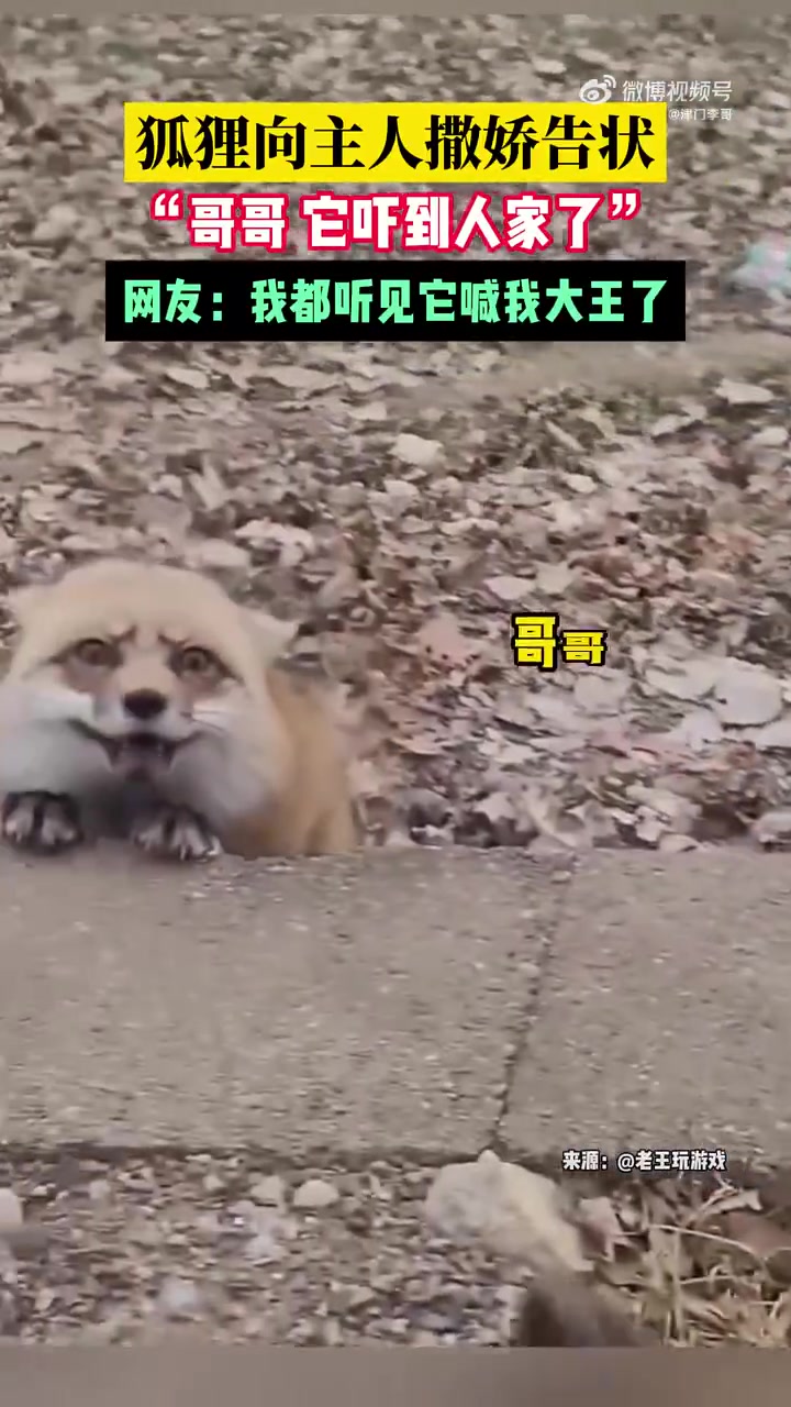 狐狸向主人撒娇，太可爱啦！