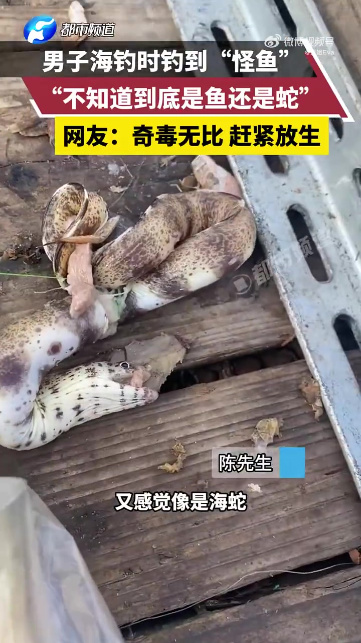 男子海钓钓到“怪鱼”，所以这到底是啥